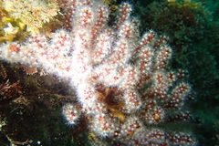 Muricea fruticosa image