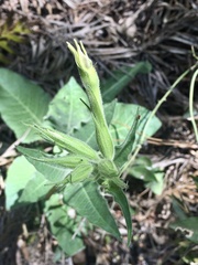Nicotiana alata