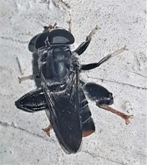 Malometasternum rufocaudatum