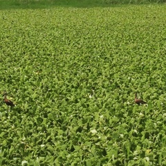 Dendrocygna autumnalis