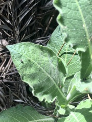 Nicotiana alata