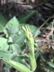 Nicotiana alata