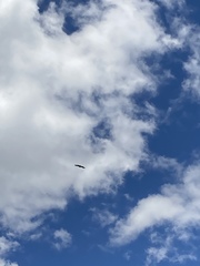 Parabuteo unicinctus