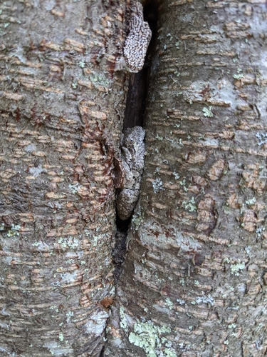 Gray Treefrog photographed in Rhode Island
