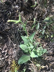 Nicotiana alata