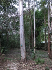 Eucalyptus amplifolia