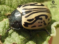 Calligrapha dislocata