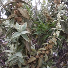 Buddleja perfoliata
