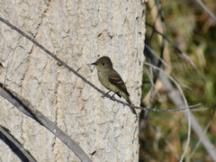 Empidonax traillii