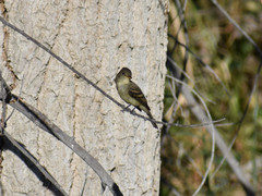 Empidonax traillii