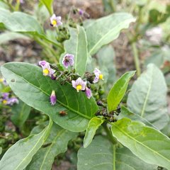 Solanum corymbosum
