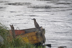 Nycticorax nycticorax obscurus