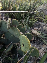 Opuntia microdasys