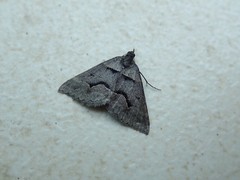 Dichromodes atrosignata