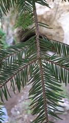 Abies durangensis