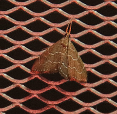 Stegea salutalis