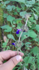Salvia clinopodioides