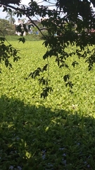 Pitangus sulphuratus