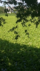 Pitangus sulphuratus