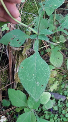 Salvia clinopodioides