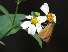 Euphyes dukesi calhouni