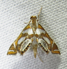 Chrysendeton medicinalis