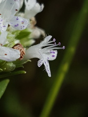 Pycnanthemum nudum image