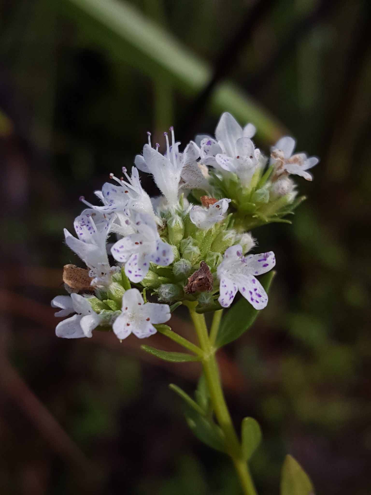 Pycnanthemum nudum