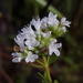 Pycnanthemum nudum - Photo (c) Alex Abair,  זכויות יוצרים חלקיות (CC BY-NC), uploaded by Alex Abair