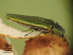 Agrilus sulcatulus