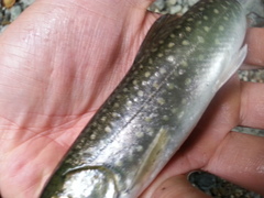 Salvelinus malma