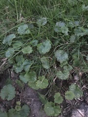 Glechoma hederacea