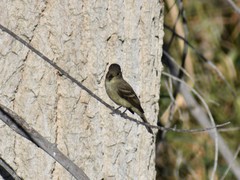 Empidonax traillii