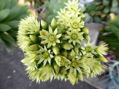 Aeonium percarneum