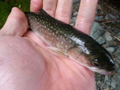 Salvelinus malma