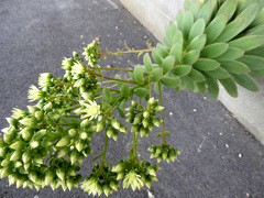 Aeonium percarneum