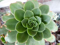 Aeonium percarneum