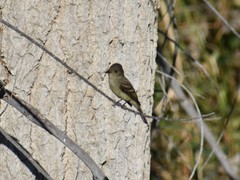 Empidonax traillii
