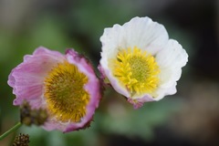 Ranunculus glacialis