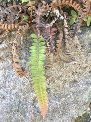Blechnum laevigatum