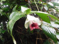 Sobralia helleri