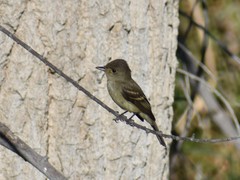 Empidonax traillii