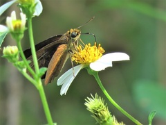 Euphyes dukesi calhouni