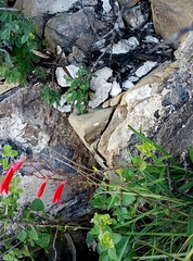 Penstemon lanceolatus