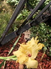 Gladiolus × hortulanus