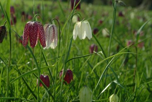 snake's-head fritillary