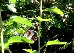 Neptis rivularis