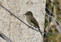 Empidonax traillii