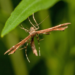 Oxyptilini