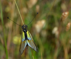Libelloides baeticus